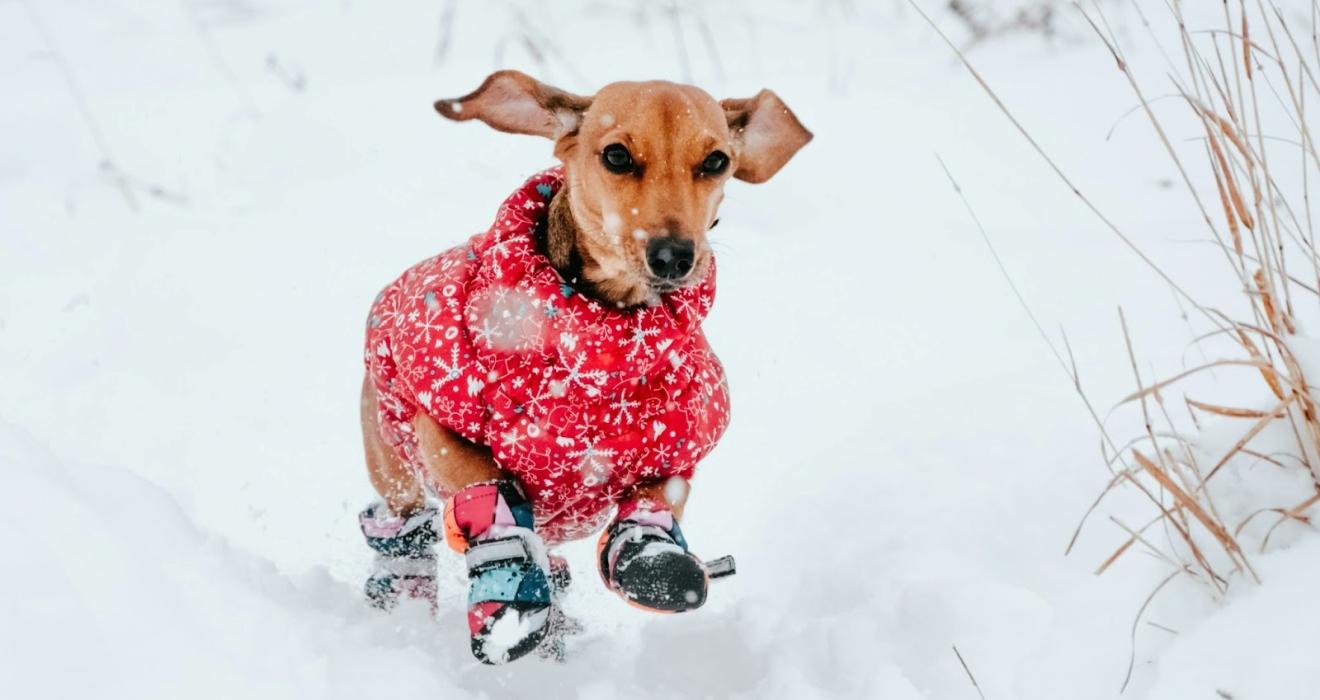 A dog in the snow