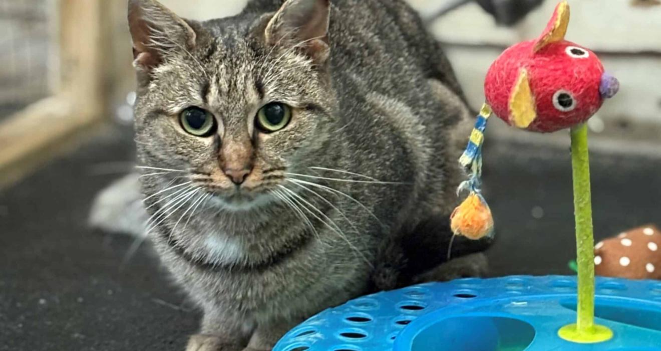 Stray cat Derry is searching for a home at Woodside.