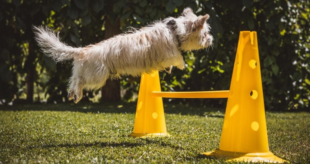 Dog Trainin