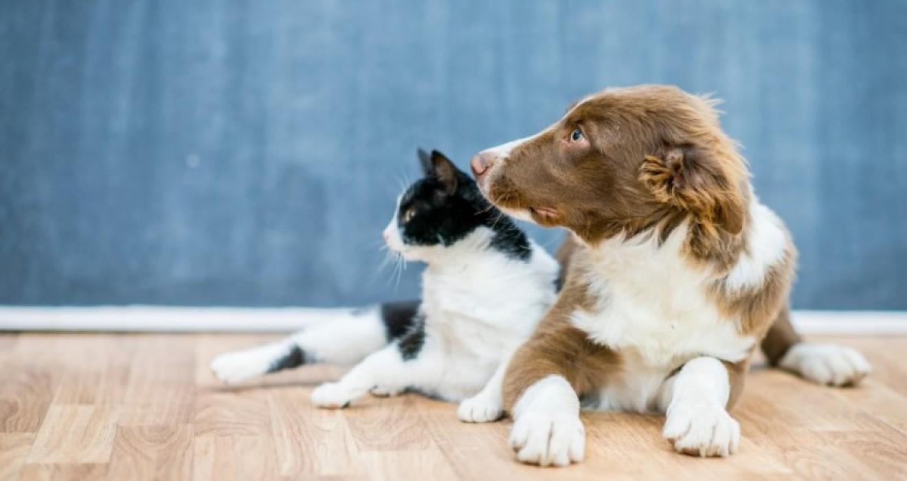 Dog & cat