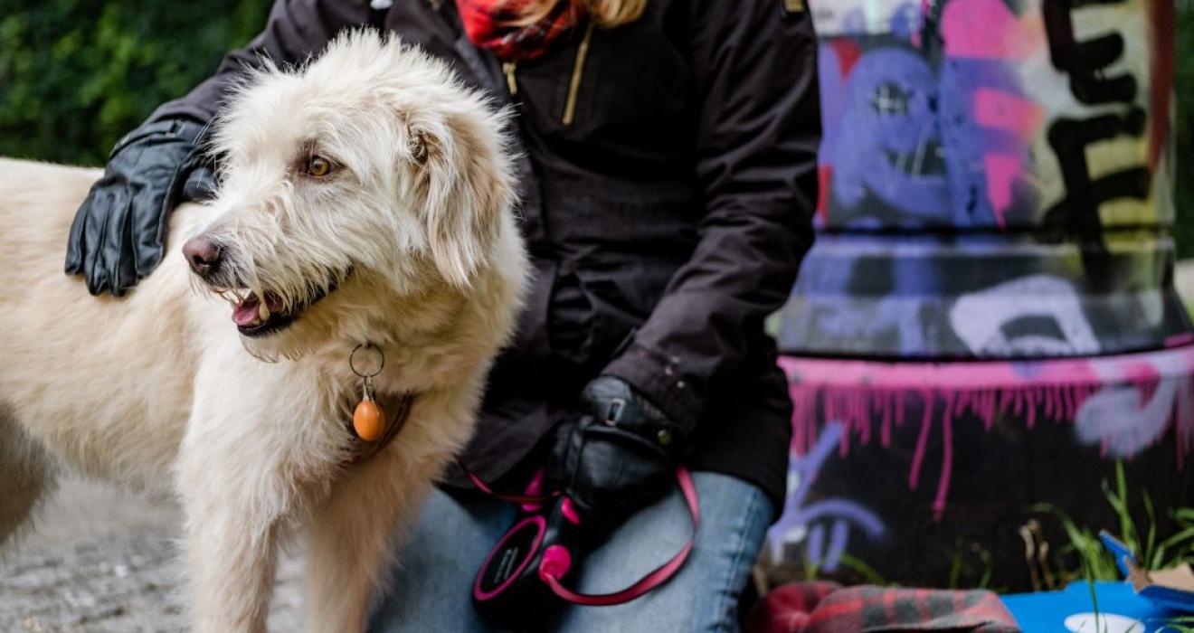 Dogs Trust's Christmas Parcel Service is sending out gifts to over 300 homelessness services this winter. cream coloured large dog with owner kneeling holding leash