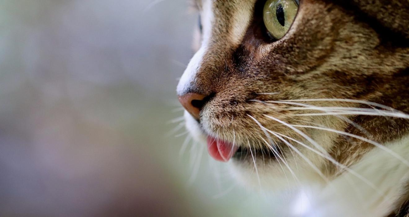 International cats day