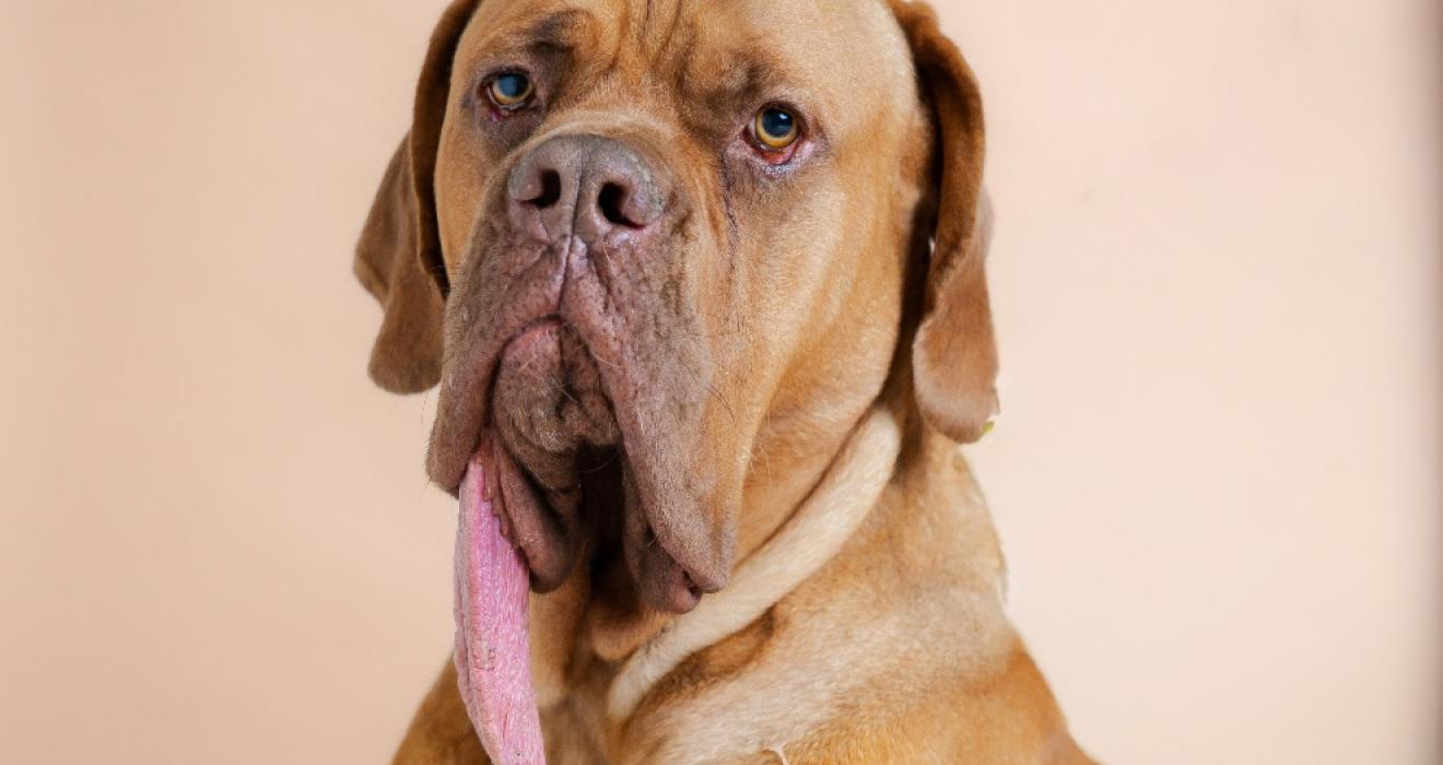 Ozzy, the goodest boy on Santa Paws’ nice list! Image credit: Guinness World Records Ozzy the dog with long tongue