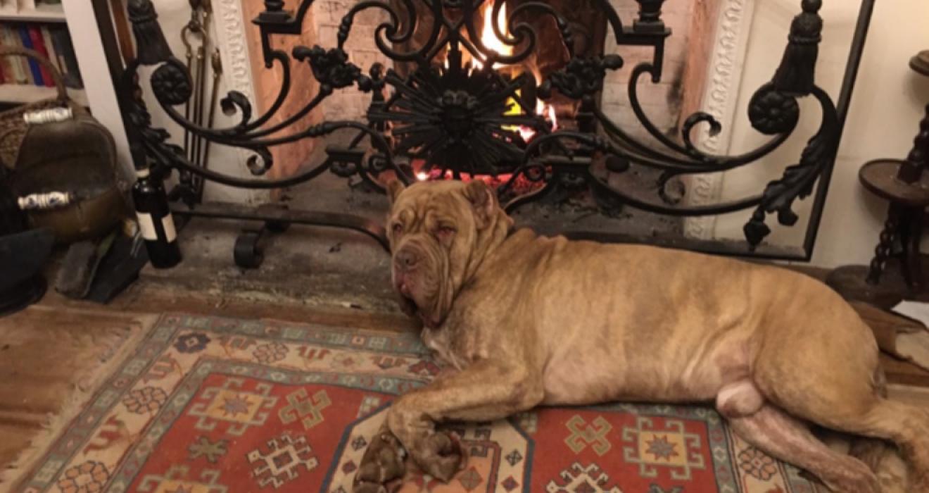 RSPCA Southridge Animal Centre manager Anna White adopted Eton who was left head shy and terrified of sudden movement near his head. Photo: RSPCA. A brown dog lying in front of a fireplace