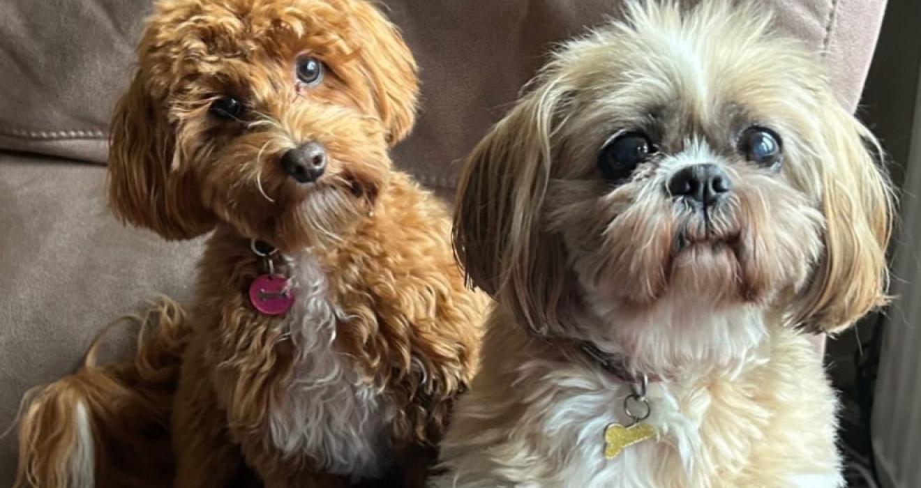 two cute dogs sitting on a sofa