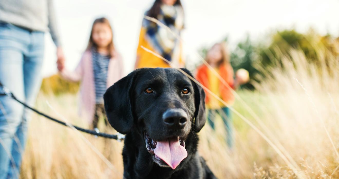 family walking their black Labrador dog