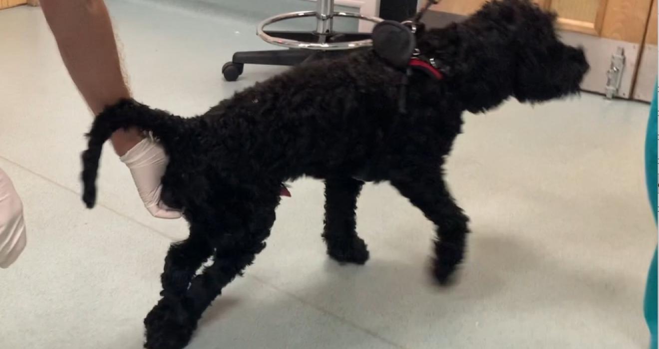 Paralysed dog getting veterinary treatment 