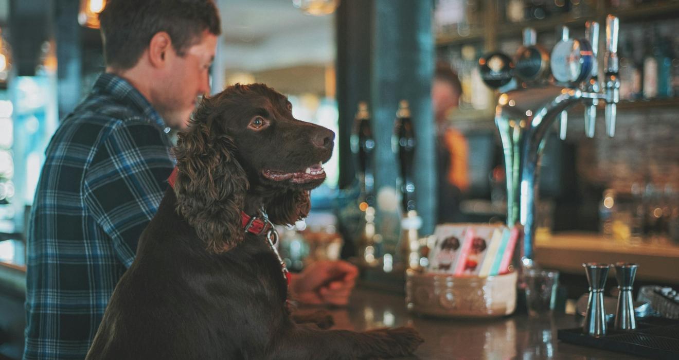 dog and owner sitting at a bar in a public house