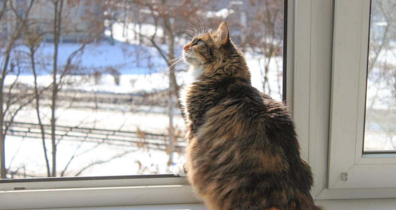 cat sitting by window looking out at snow
