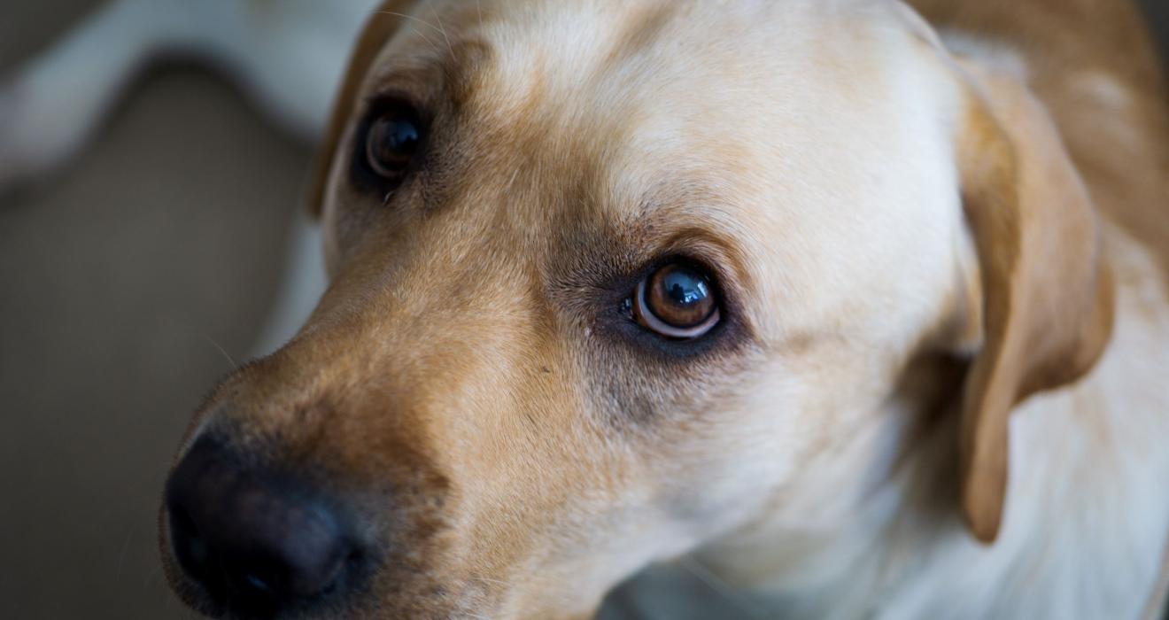 An anxious looking dog