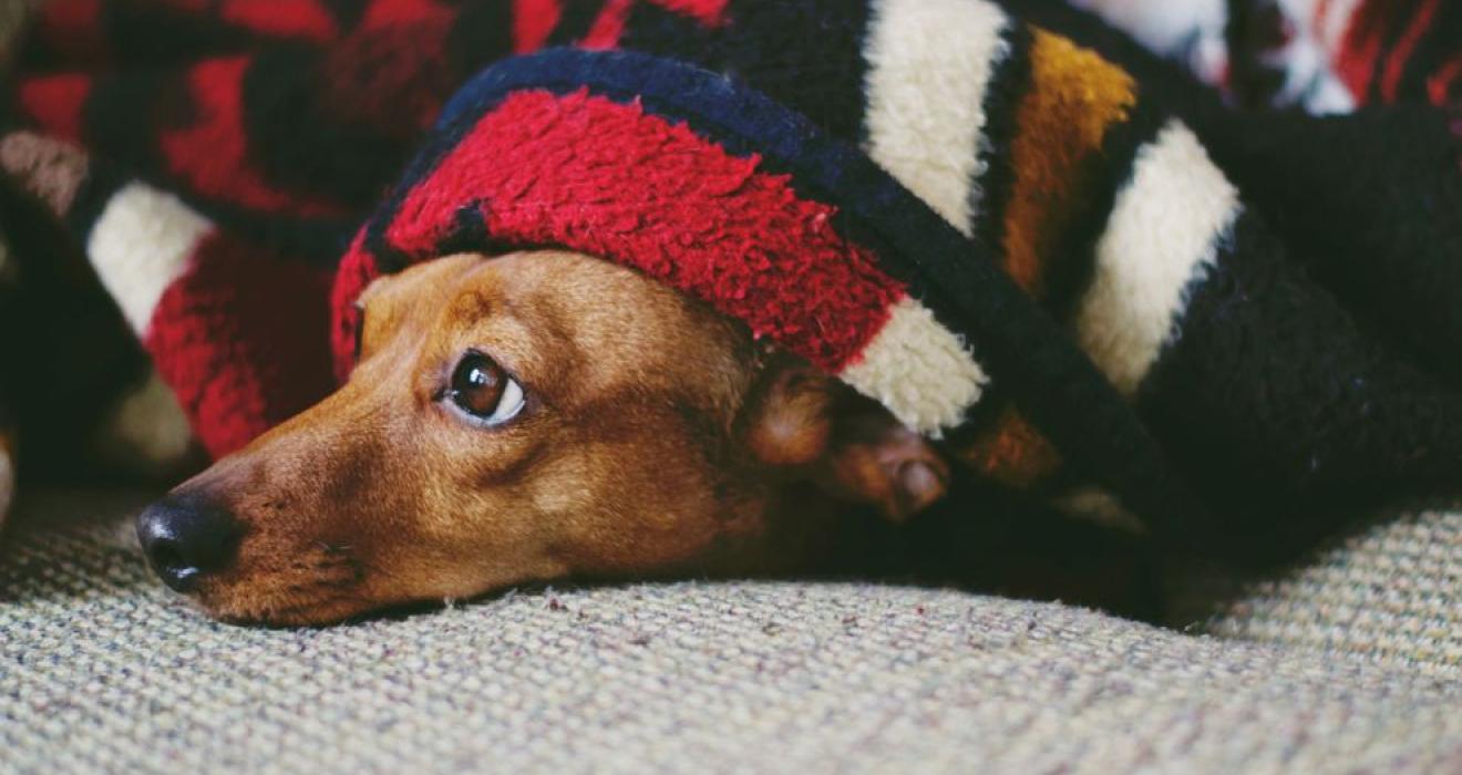 frightened small brown dog hiding under a checked blanket