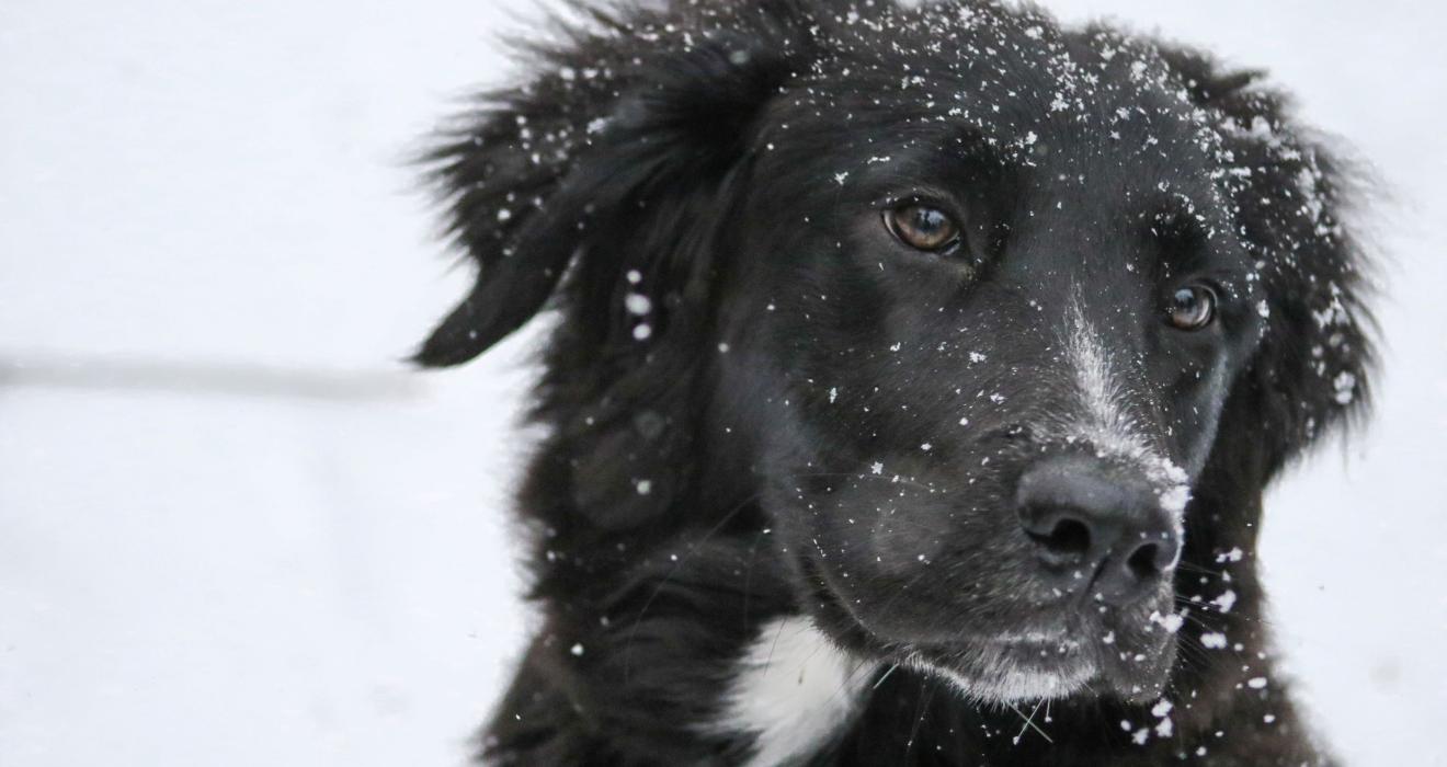 Long-coated Black and White Dog on White Snow