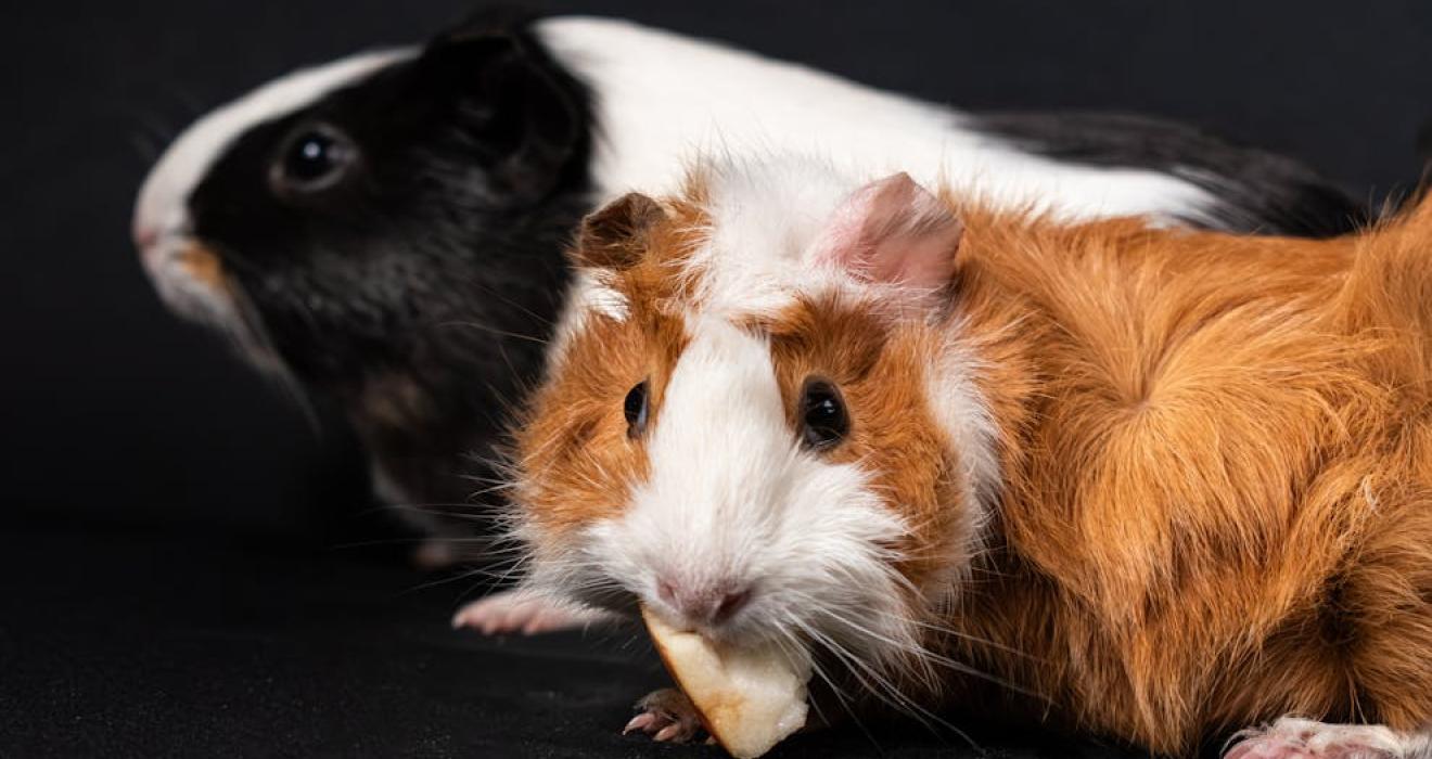 guinea pigs