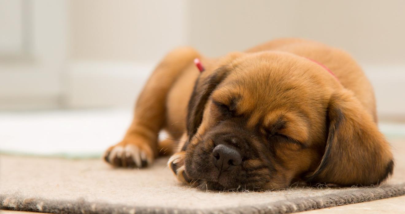 Short-coated Brown Puppy Sleeping on Brown Mat