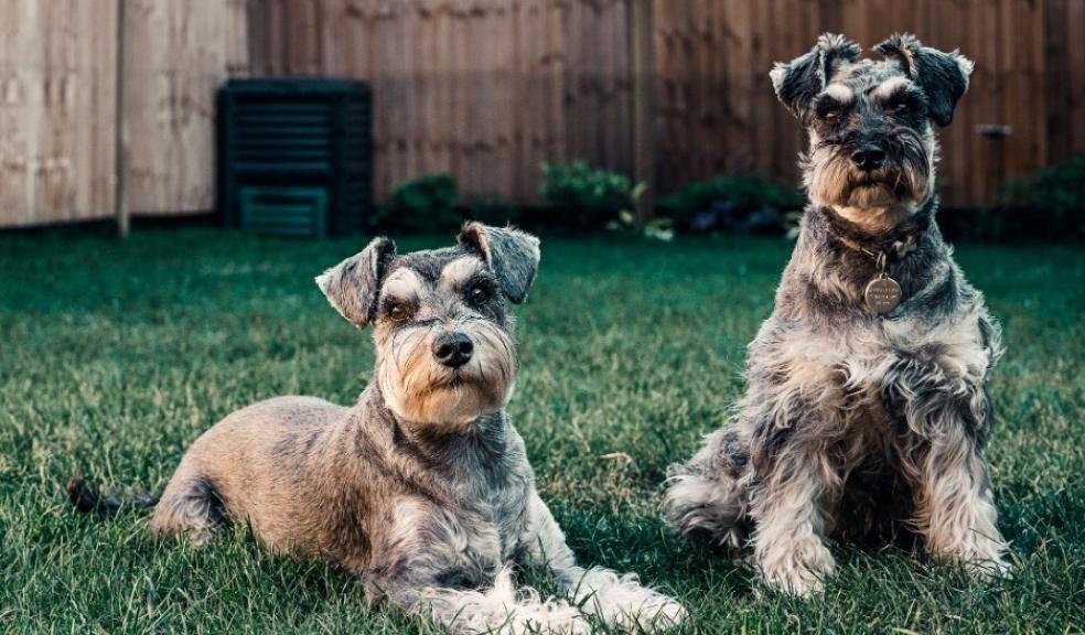 2 dogs in a garden