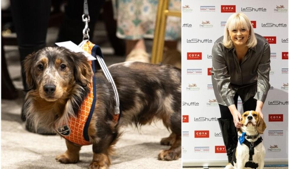 DogFriendly Awards DogFriendly Awards