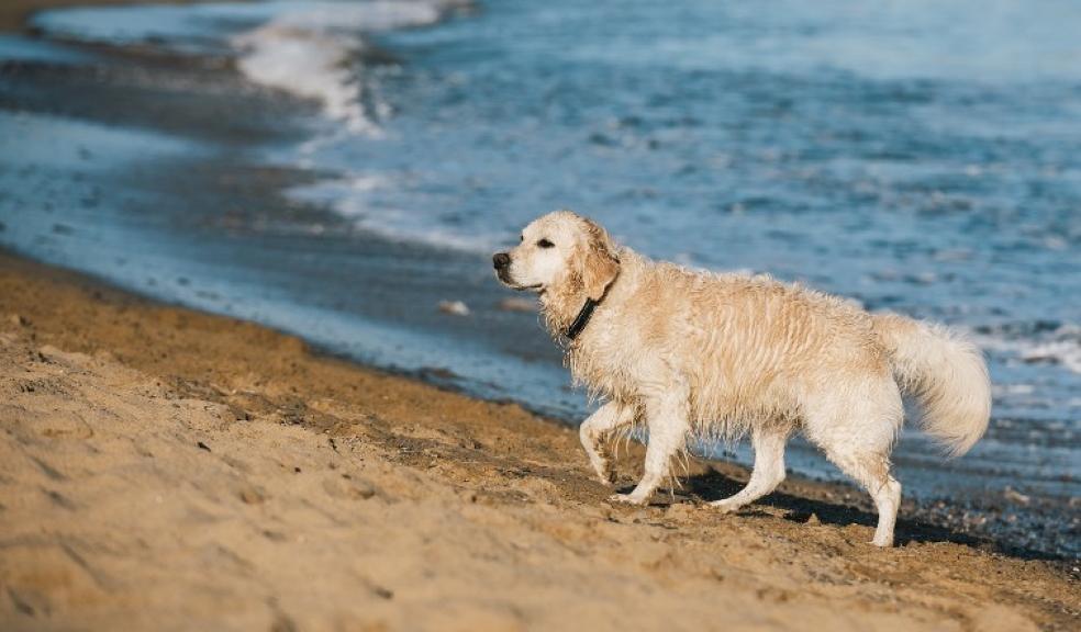 A dog on a beach A dog on a beach