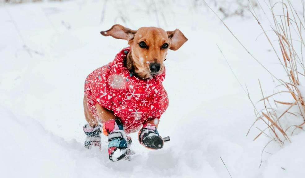 A dog in the snow