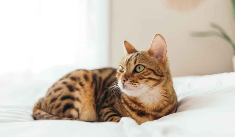 A cat lying on a bed