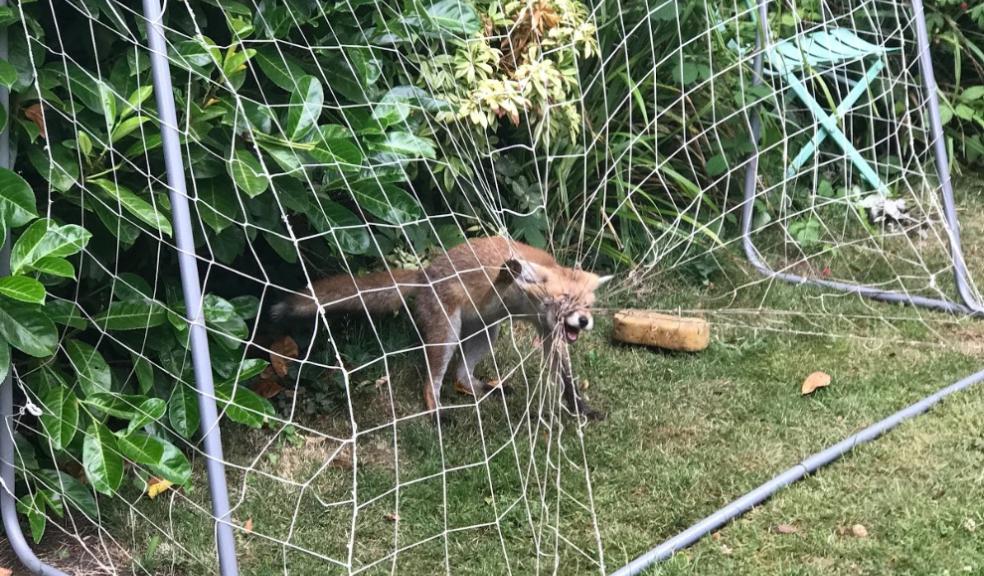 A fox caught in goal netting. Image: RSPCA A fox caught in goal netting. Image: RSPCA