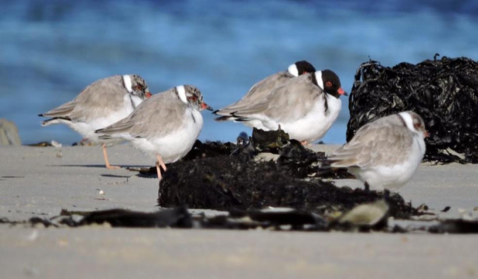 A family of hoodies (two parents with their three older chicks). Photo Kerry Vickers. A family of hoodies (two parents with their three older chicks). Photo Kerry Vickers.
