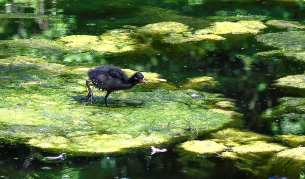 Algae on water