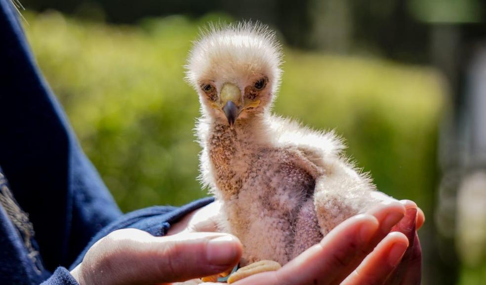 Baby Harris Hawk