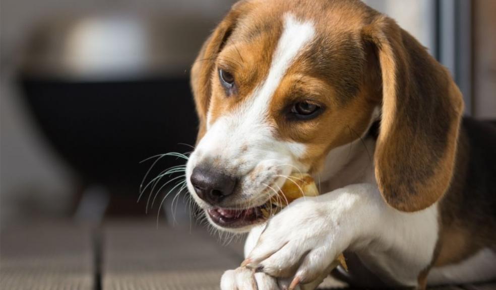 Beagle chewing on a treat