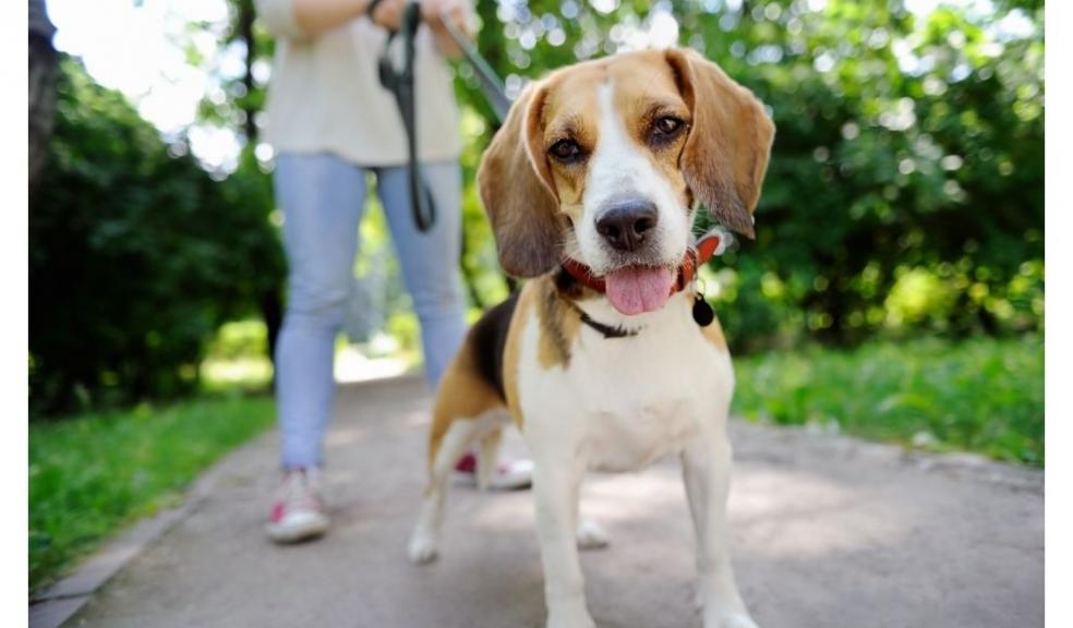 Beagle dog