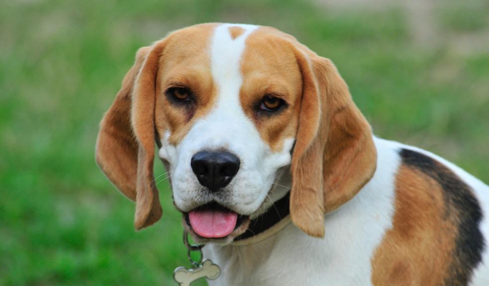 Beagle Beagle