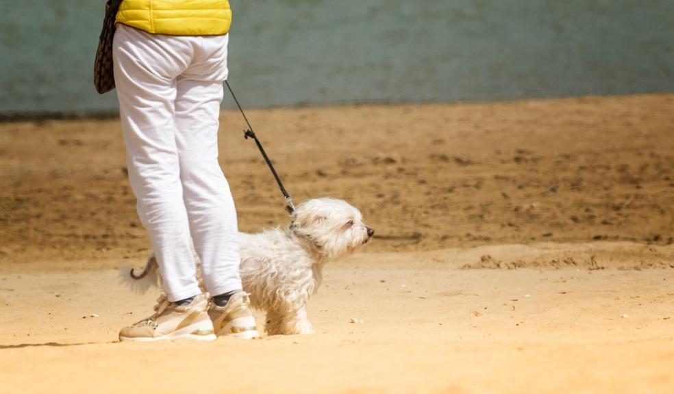Big Dog Walk