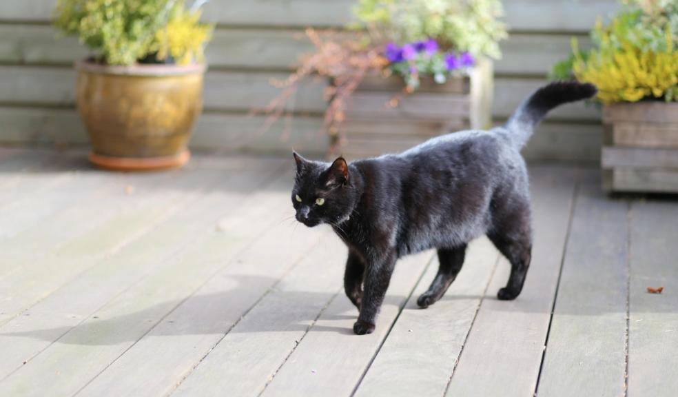 Black Cats Black Cats