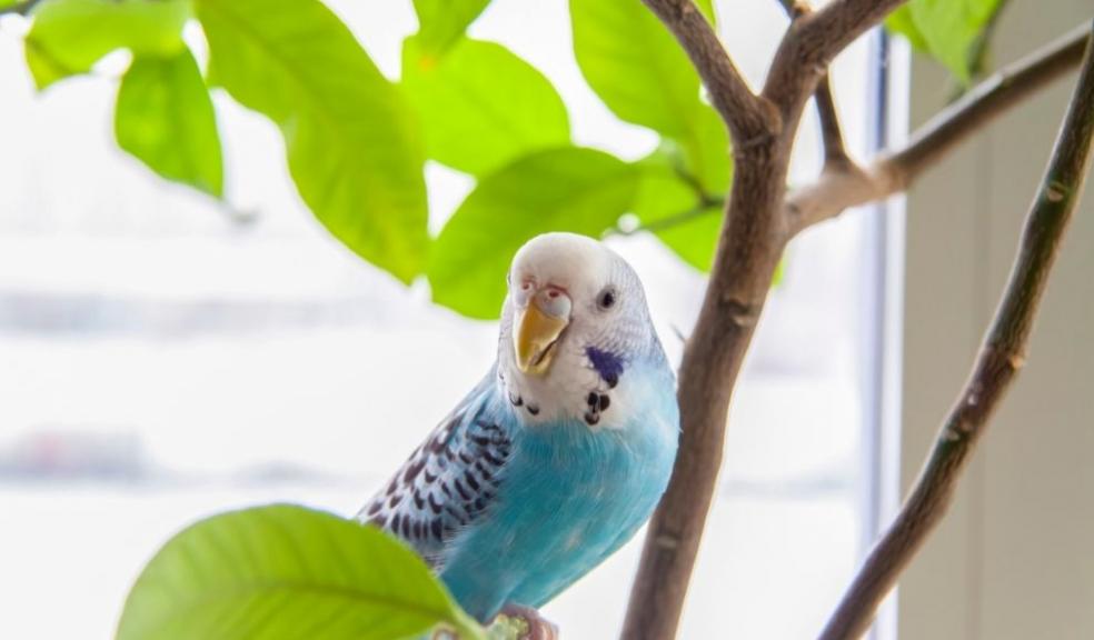 Blue Budgie Blue Budgie