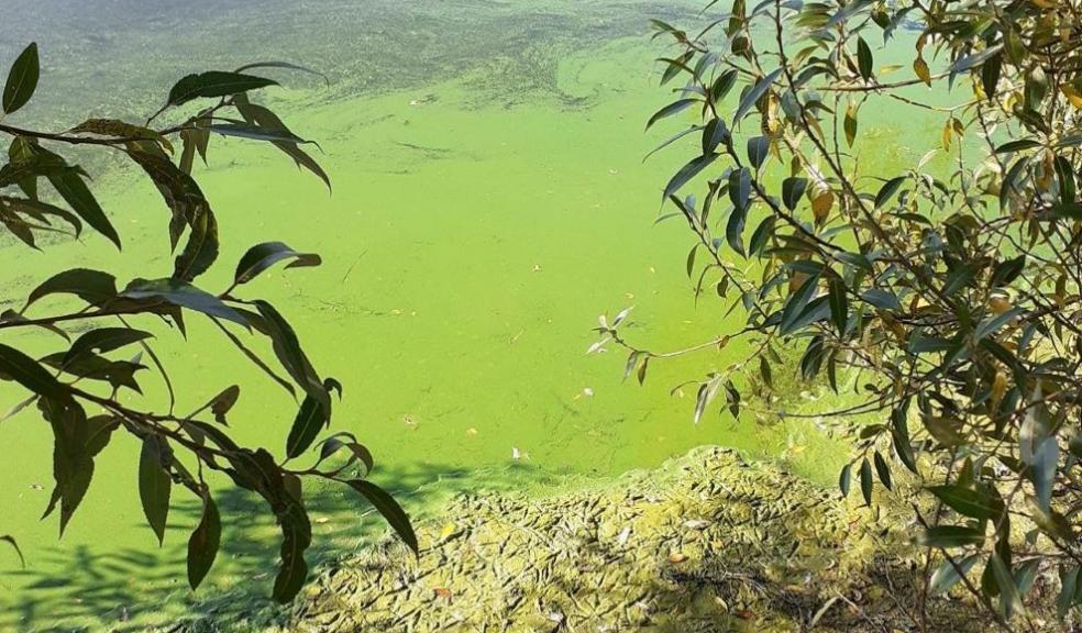 Blue green algae 