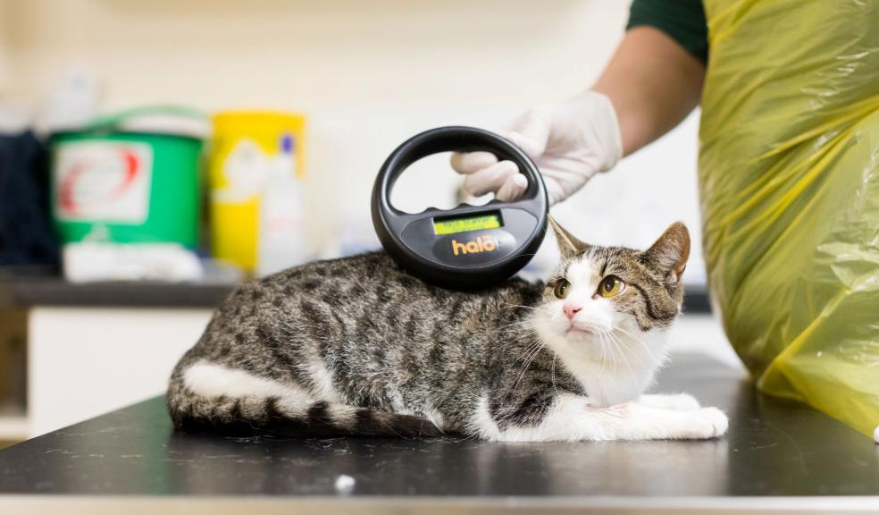 Cat being scanned for a microchip