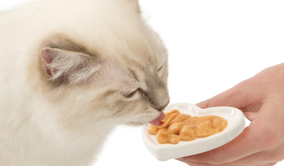 A cat eating Valentine's treats