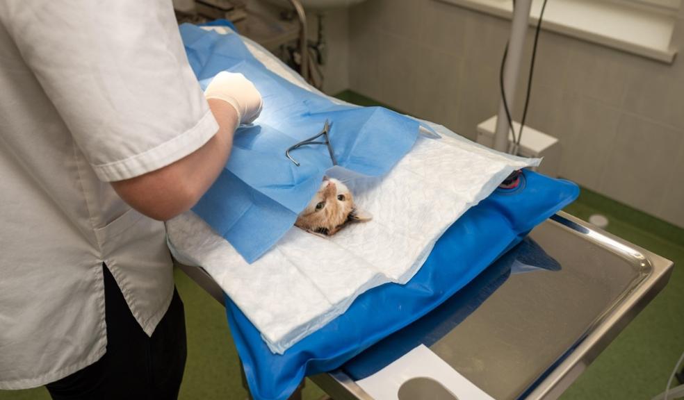 Cats Vet