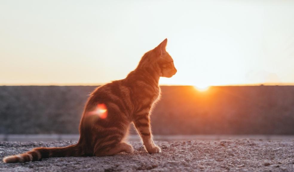 Cats in the sun Cats in the sun