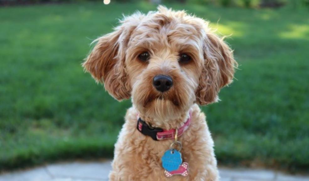 Cavapoo Cavapoo