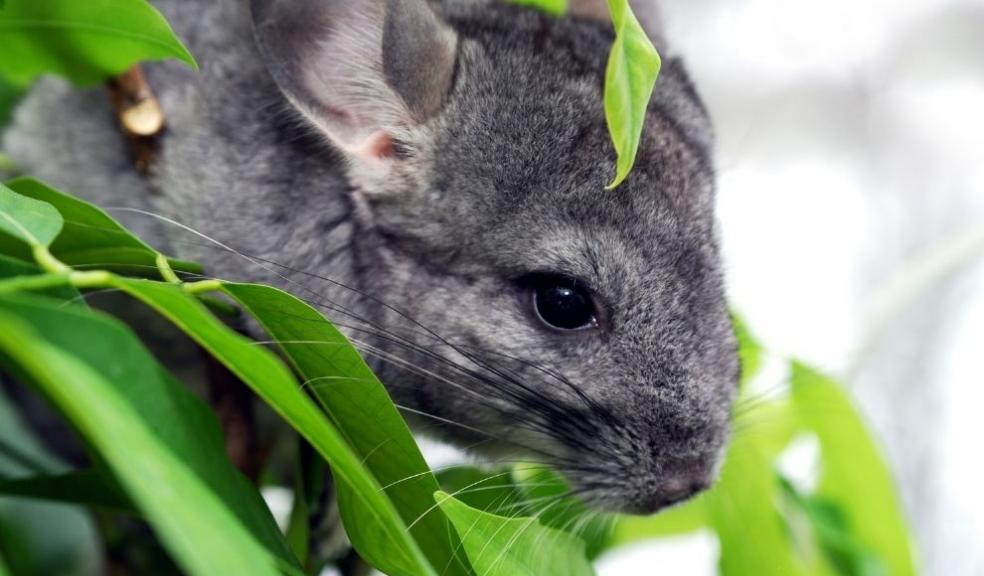 Grey Chinchilla