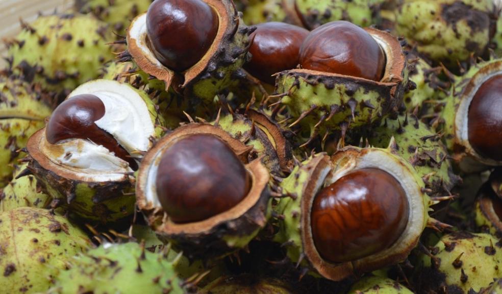 Conkers Conkers