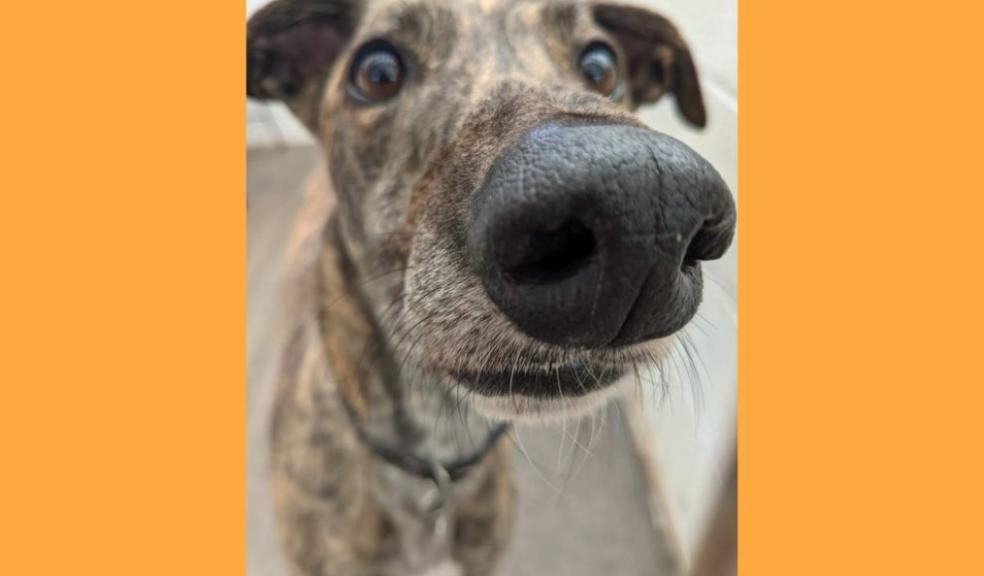 Connor - Forever Hounds Trust Connor - Forever Hounds Trust