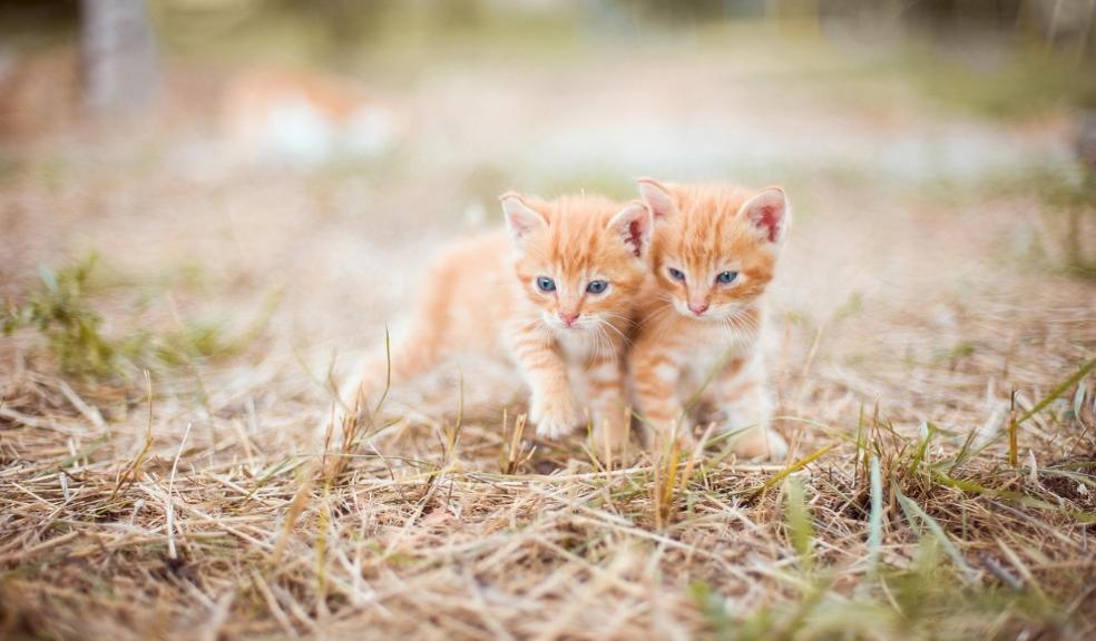Cute cats Cute cats