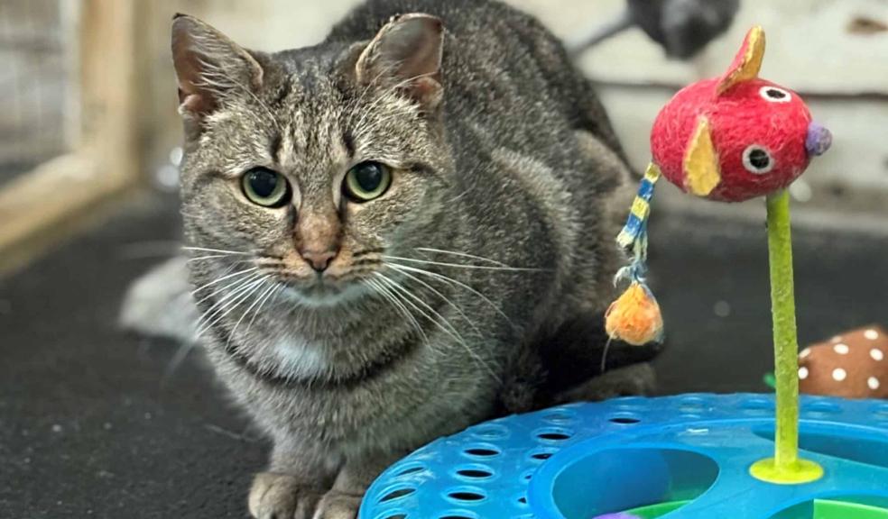 Stray cat Derry is searching for a home at Woodside.