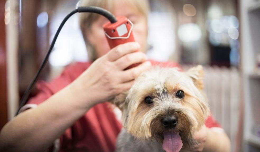 Dog Grooming