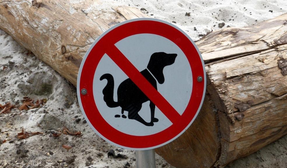 Dog Health Through Poop