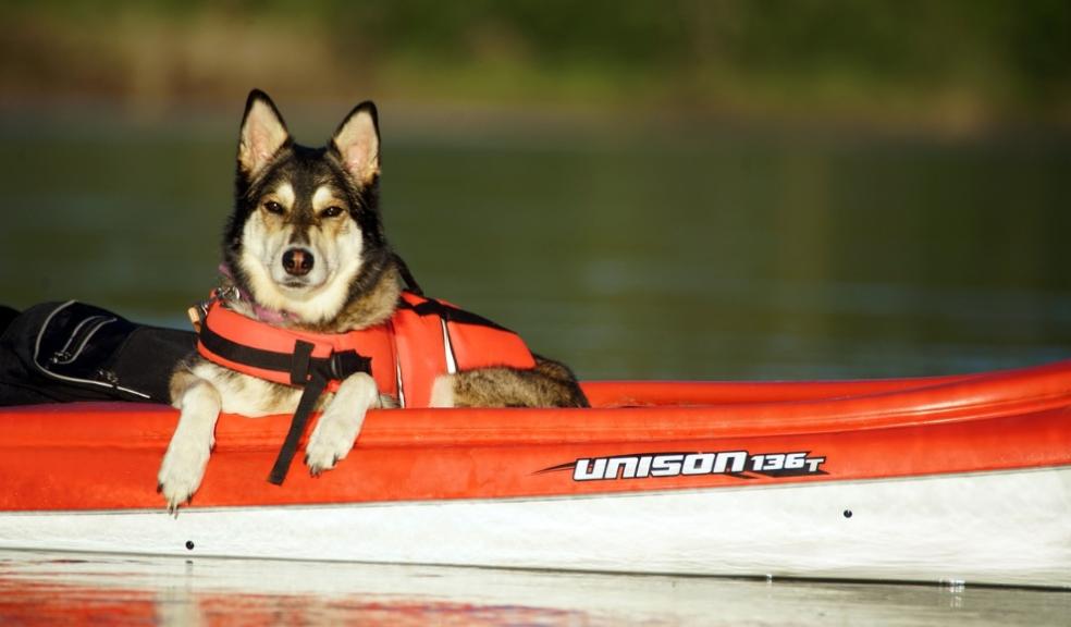 Dog On Holiday Dog On Holiday