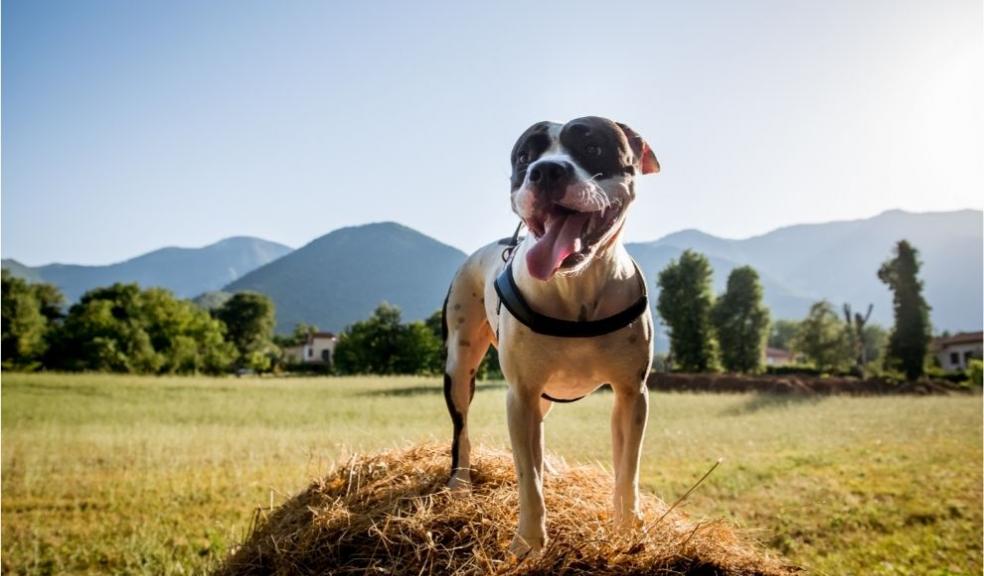 Dog Standing on Haycock Countryside