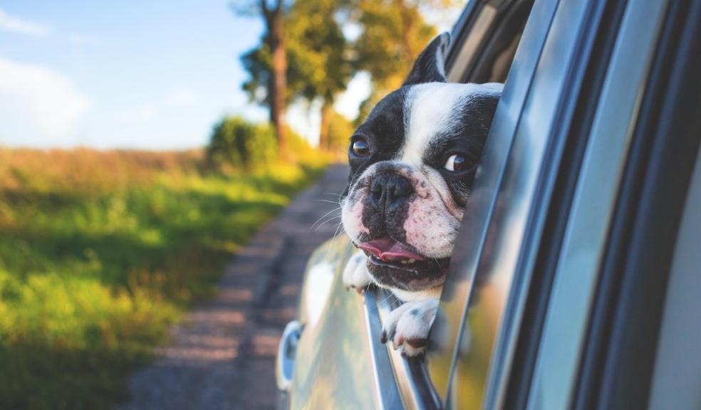 Dog in car Dog in car