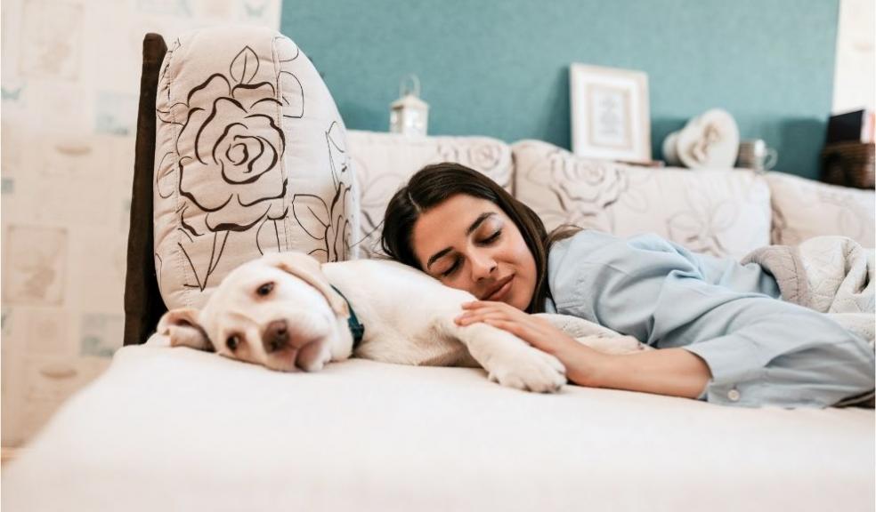 Dog on Bed 